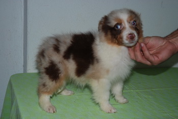 Australian Shepherd
